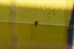 Trypetoptera canadensis