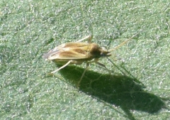 Amblytylus nasutus
