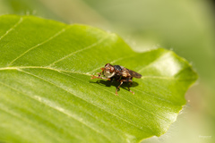 Myopa testacea