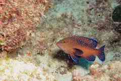 Cephalopholis taeniops