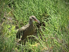 Rallus obsoletus levipes