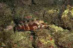 Cephalopholis taeniops