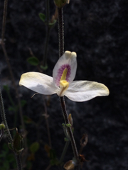 Carlowrightia