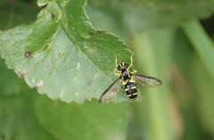 Xanthogramma pedissequum