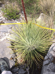 Agave striata