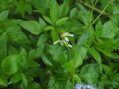 Physopelta gutta gutta