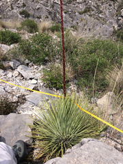 Agave striata
