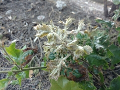 Cystotheca lanestris