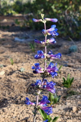 Penstemon pachyphyllus congestus