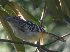 Hypoedaleus guttatus