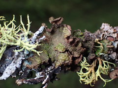 Tuckermanopsis platyphylla