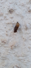 Methona themisto