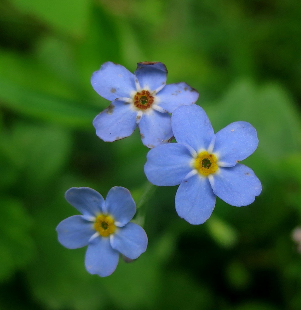 Myosotis martini