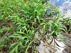Paspalum repens