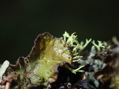 Tuckermanopsis platyphylla
