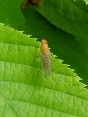 Sphaeroceroidea