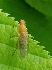 Sphaeroceroidea