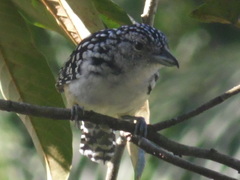 Hypoedaleus guttatus