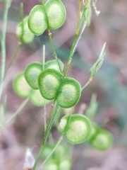 Biscutella auriculata