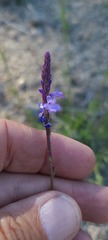 Verbena orcuttiana