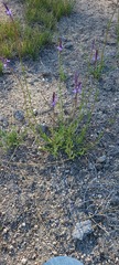 Verbena orcuttiana