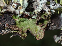 Tuckermanopsis platyphylla