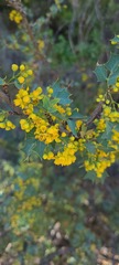 Berberis higginsiae