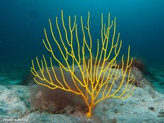 Leptogorgia viminalis