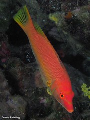 Bodianus scrofa