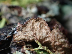 Tuckermanopsis platyphylla