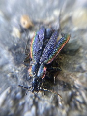 Carabus vietinghoffii