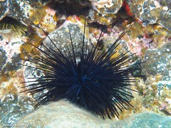Diadema africanum