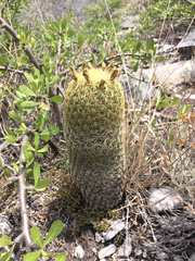 Coryphantha erecta