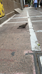 Streptopelia decaocto