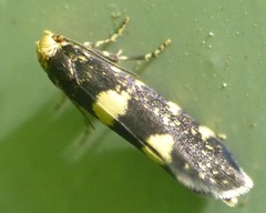 Lampronia corticella
