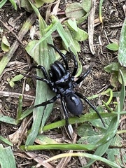 Atypidae