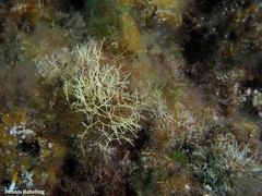 Amphiroa rigida