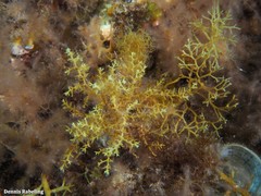 Ericaria selaginoides