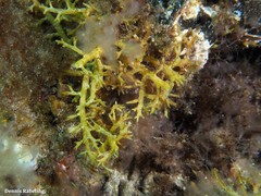 Cystoseira compressa