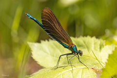 Beautiful Demoiselle - Photo (c) Tina Ellegaard Poulsen, some rights reserved (CC BY), uploaded by Tina Ellegaard Poulsen