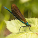 Beautiful Demoiselle - Photo (c) Tina Ellegaard Poulsen, some rights reserved (CC BY), uploaded by Tina Ellegaard Poulsen