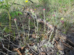Antennaria rosea rosea