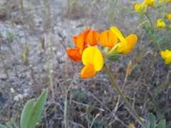 Lotus corniculatus