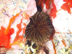 Sphaerechinus granularis