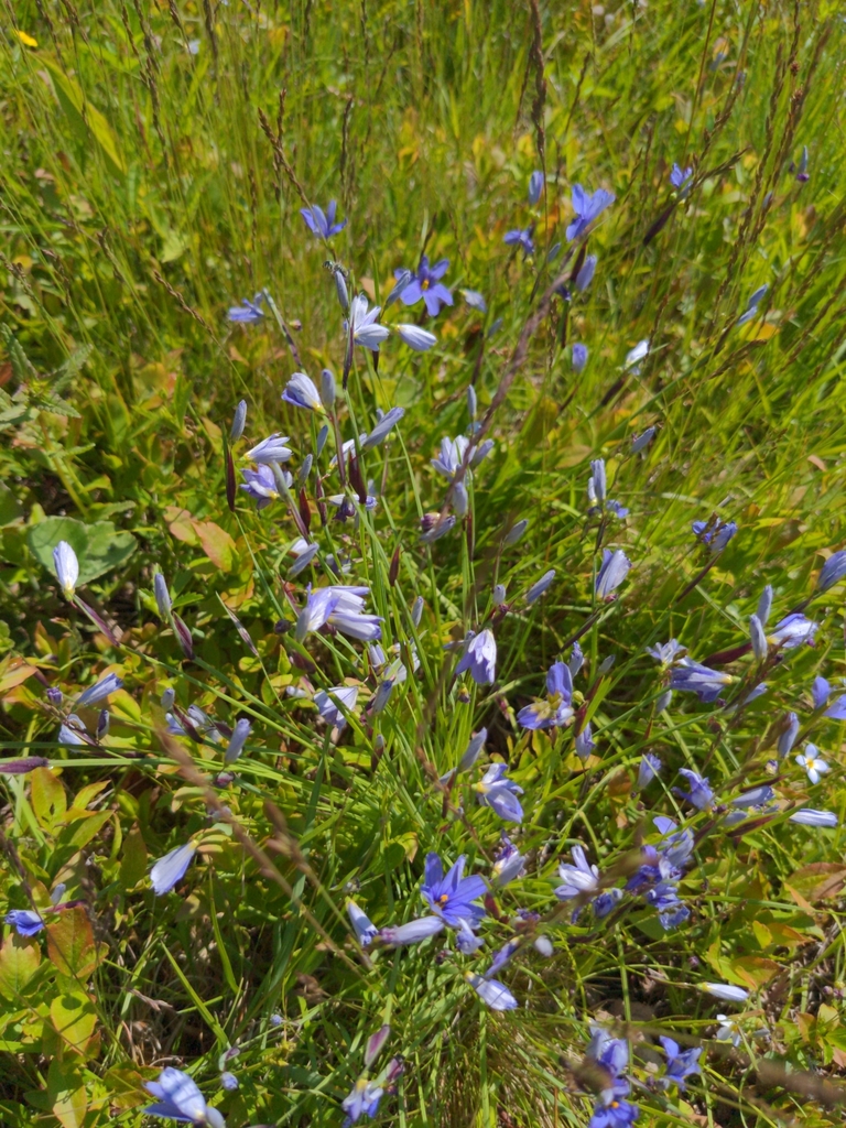 blueeyed grasses from Blue Hill, ME 04614, USA on May 29, 2022 at 09