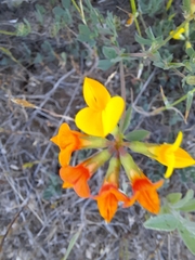 Lotus corniculatus