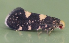 Lampronia corticella