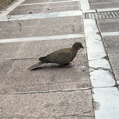 Streptopelia decaocto