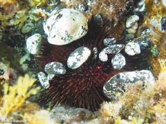 Sphaerechinus granularis