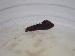 Psychoides filicivora